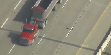 Mutige Entenfamilie überquert Autobahn