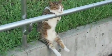 So gemütlich! Katze beim Chillen erwischt