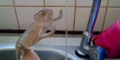 Einfach süß! Chamäleon wäscht sich die Hände