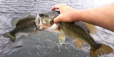 Kurioser Fund: Fische steckten ineinander fest