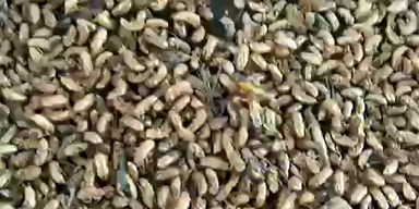 Zikaden-Invasion sorgt f&uuml;r Chaos in den USA