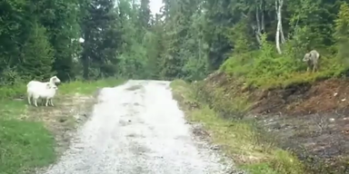 Wolf erschrickt und fl&uuml;chtet vor Schaffamile