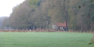 Riesige Rehherde springt &uuml;ber Zaun