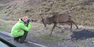 W&uuml;tender Hirsch rammt Paparazzo zur Seite