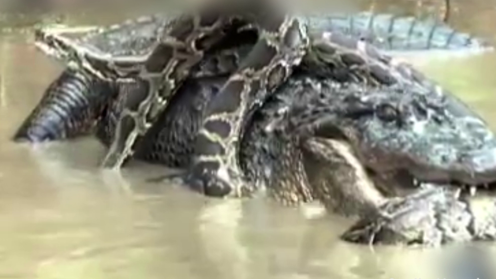 Python Next To Alligator Python vs. Alligator - oe24.tv
