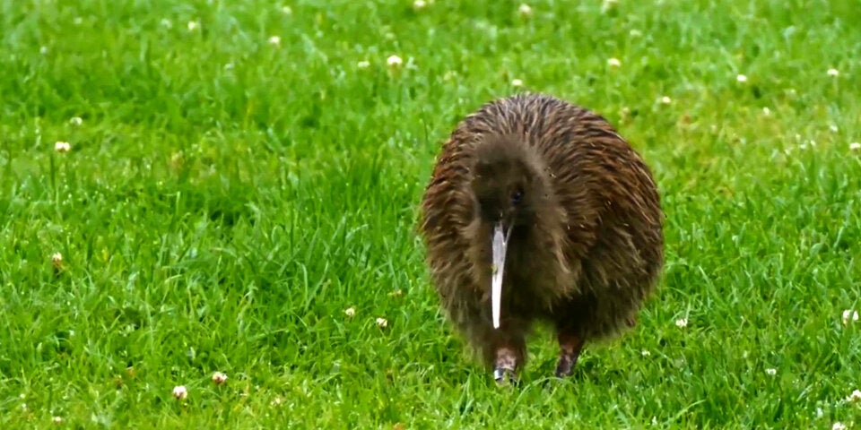 Vogelwelt auf Neuseeland vom Aussterben bedroht