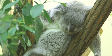 vlcsnap-2020-09-14-10h36m22s025.png