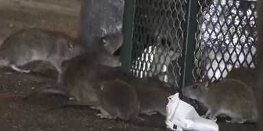 USA | Riesen-Ratten bevölkern New York City