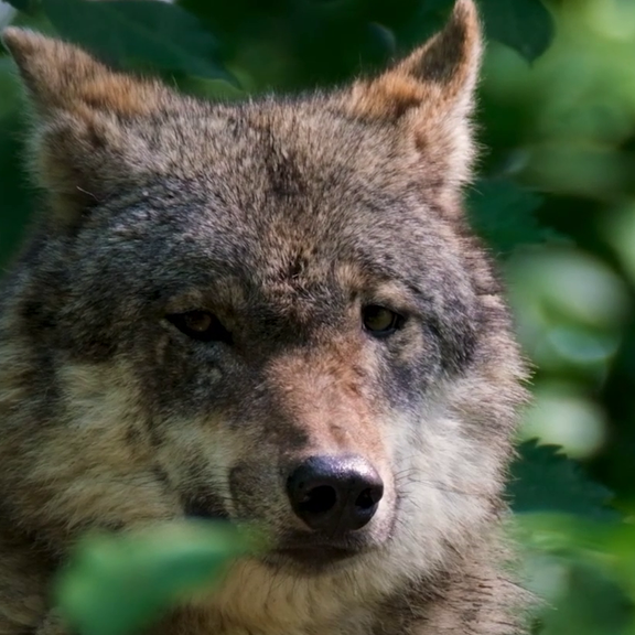 Faszination und Furcht: Die Rückkehr des Wolfs