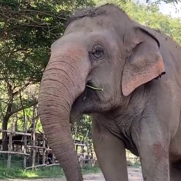 Thailand: Gerettete Elefanten am Lebenshof