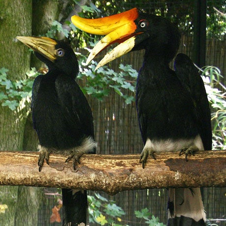 vogel-nachwuchs-460