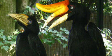 vogel-nachwuchs