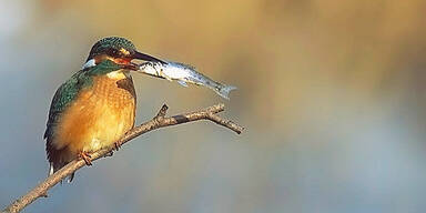 421 Millionen V&ouml;gel weniger in Europa