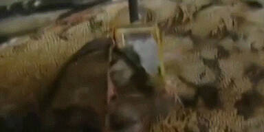 Mögliche Vogel-Bombe entdeckt