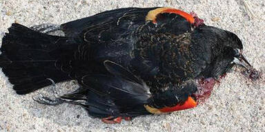 Rotschulterstarling