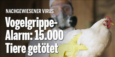 Vogelgrippe-Alarm: 15.000 Tiere getötet