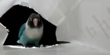 Vogel tanzt im Sackerl den Riverdance