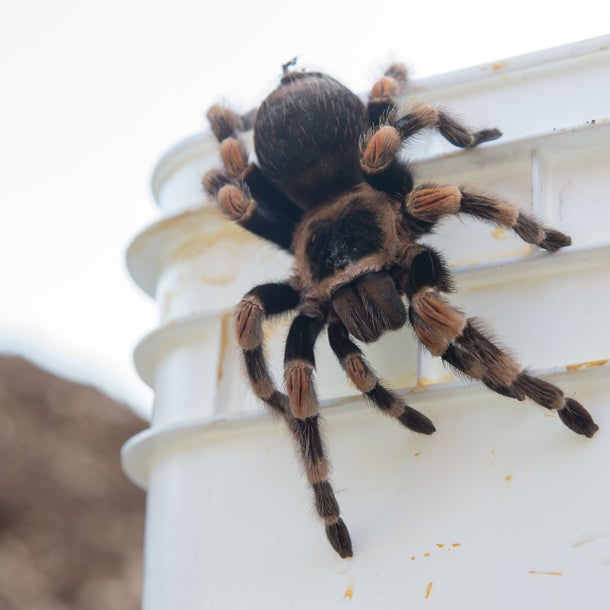 Linz: Vogelspinne auf Golfplatz entdeckt