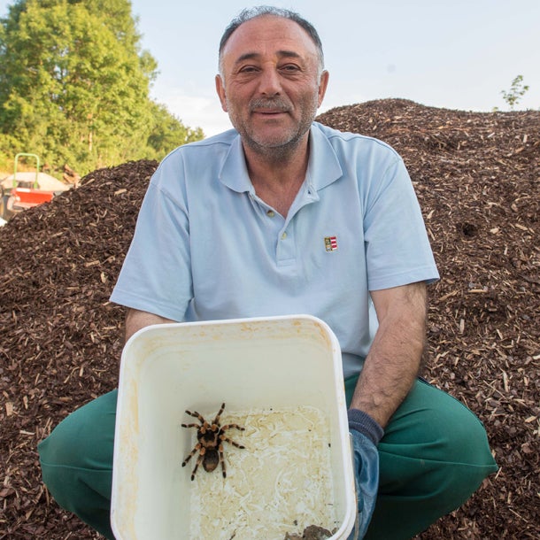 Linz: Vogelspinne auf Golfplatz entdeckt