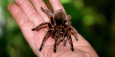vogelspinne_apa