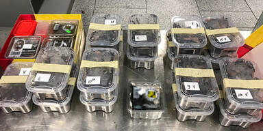 Ecklige Entdeckung: 22 Vogelspinnen