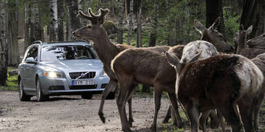 Volvo entwickelt Technik gegen Wild-Unfälle