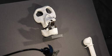 Neuer Vorfahr des Menschen in Bayern entdeckt