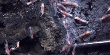 Unterwasser-Vulkan bei Ausbruch gefilmt