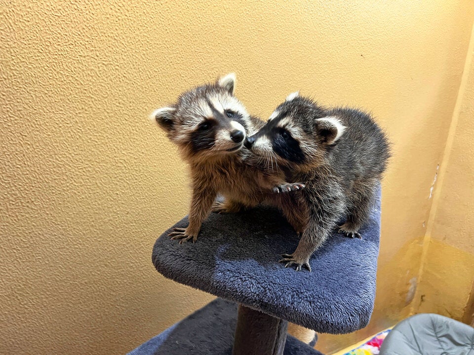 Waschbären