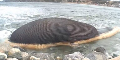 Dorf versteigert toten Bläh-Wal auf eBay