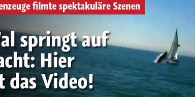 Wal springt auf Yacht: Video aufgetaucht