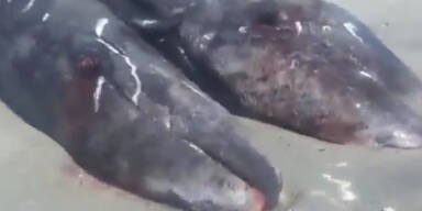 Siamesische Zwillings Wale entdeckt