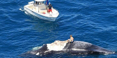 Mann auf totem Wal von Haien umzingelt