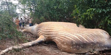 R&auml;tsel um toten Wal mitten im Dschungel