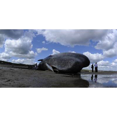 Für den Koloss kam jede Hilfe zu spät