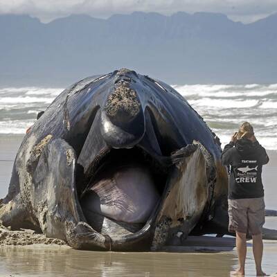 Toter Wal in Südafrika angeschwemmt