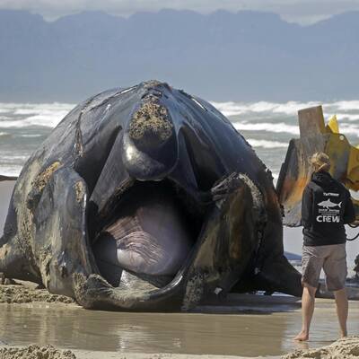 Toter Wal in Südafrika angeschwemmt