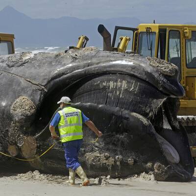 Toter Wal in Südafrika angeschwemmt