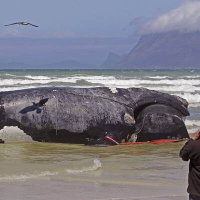 Toter Wal in Südafrika angeschwemmt