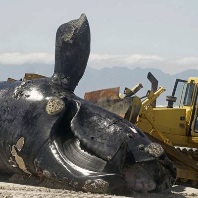 Toter Wal in Südafrika angeschwemmt