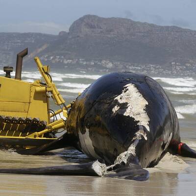 Toter Wal in Südafrika angeschwemmt