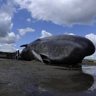 Für den Koloss kam jede Hilfe zu spät