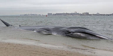 18 Meter langer Wal strandet in New York 