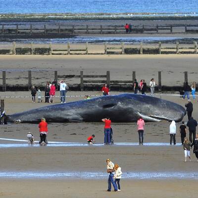 Für den Koloss kam jede Hilfe zu spät