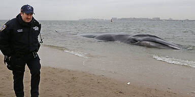 Vor New York gestrandeter Wal ist tot
