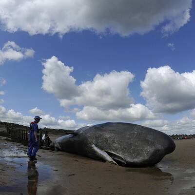 Für den Koloss kam jede Hilfe zu spät