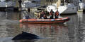 Wal verirrt sich in Yachthafen