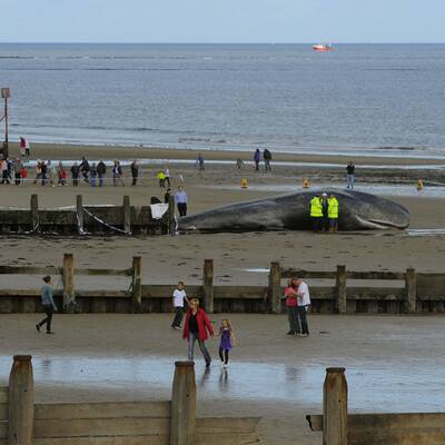 Für den Koloss kam jede Hilfe zu spät