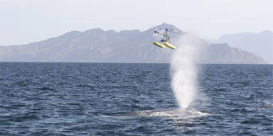 Wal versenkt Segeljacht vor Australien