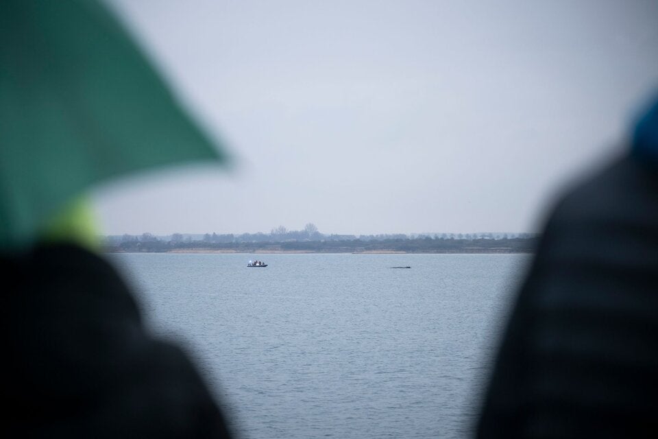 Buckelwal in Deutschland